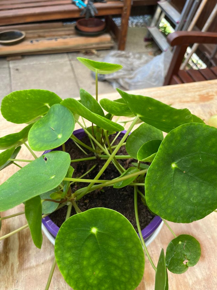 Stueplante, Pilea