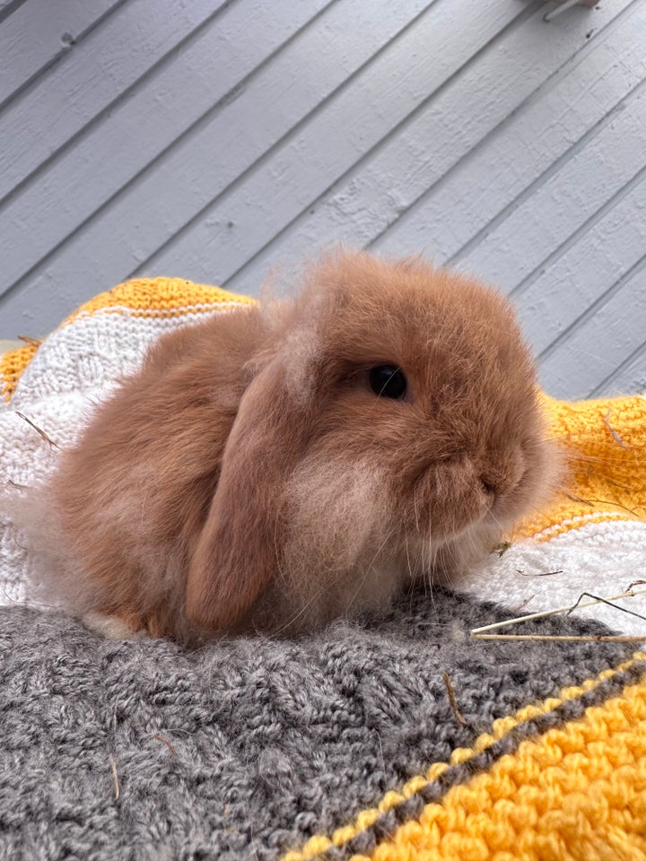 Kanin, Lion lop, 0 år