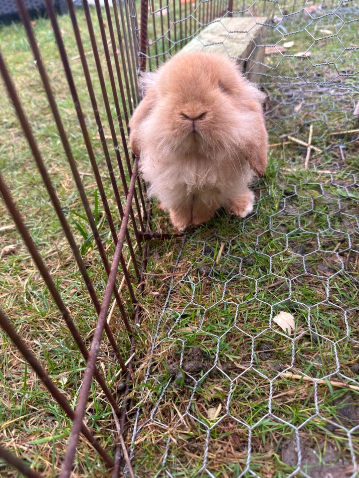 Kanin, Lion lop, 0 år