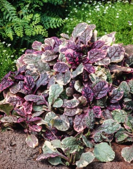 Stauder A, Ajuga reptans ‘Burgundy