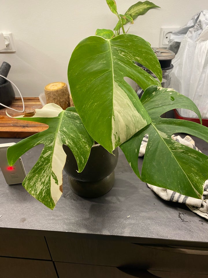 Stueplante , Monstera albo