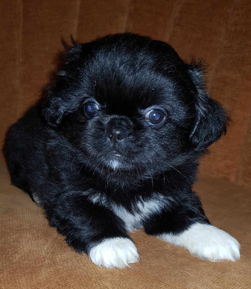 pekingeser , hvalpe, 7 uger