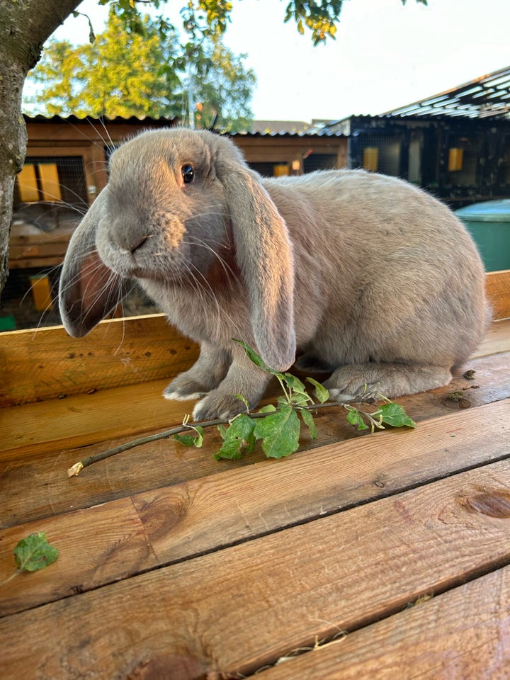 Kanin Fransk vædder