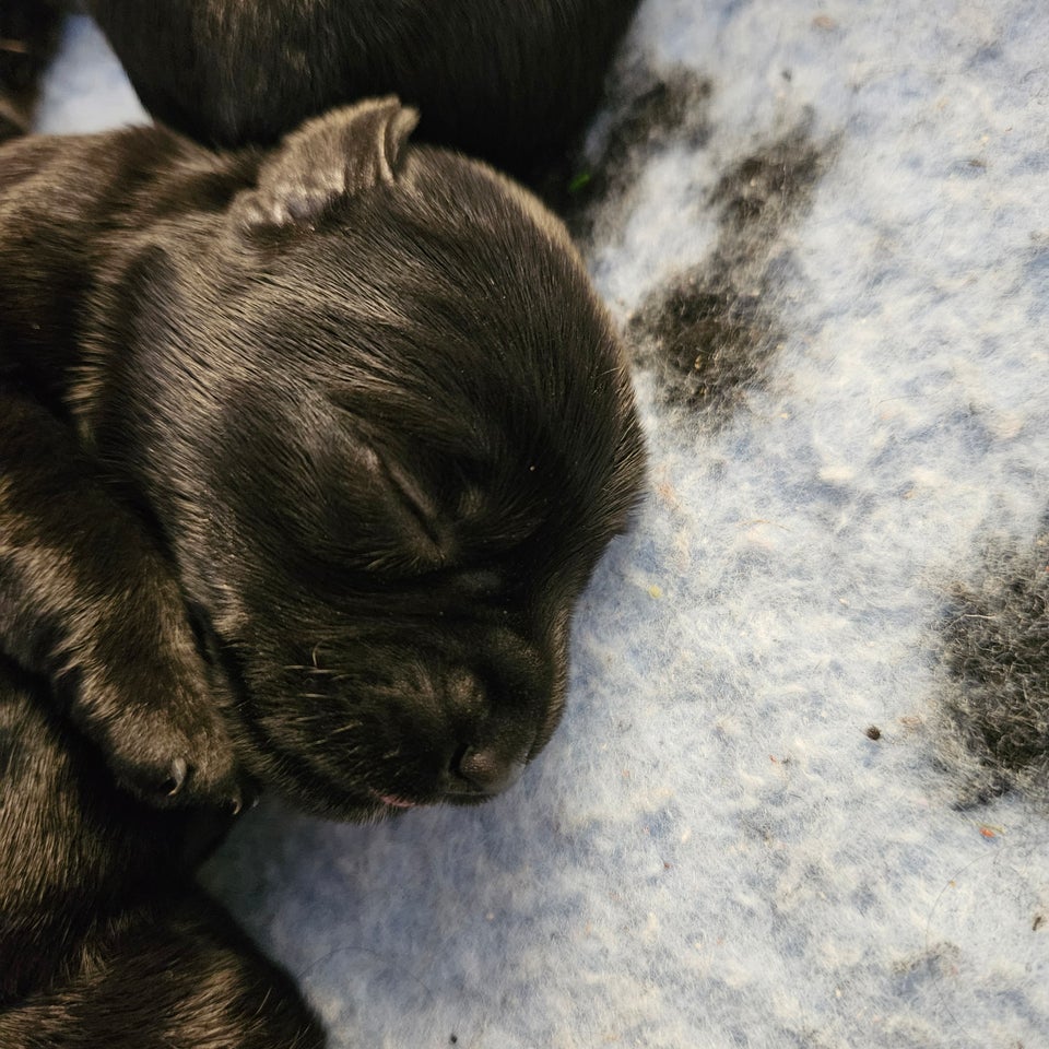 Dværgschnauzer hvalpe