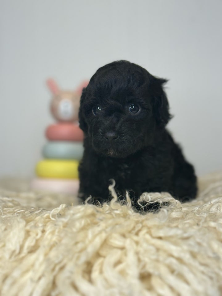 Cockapoo f1b mini hvalpe 5 uger