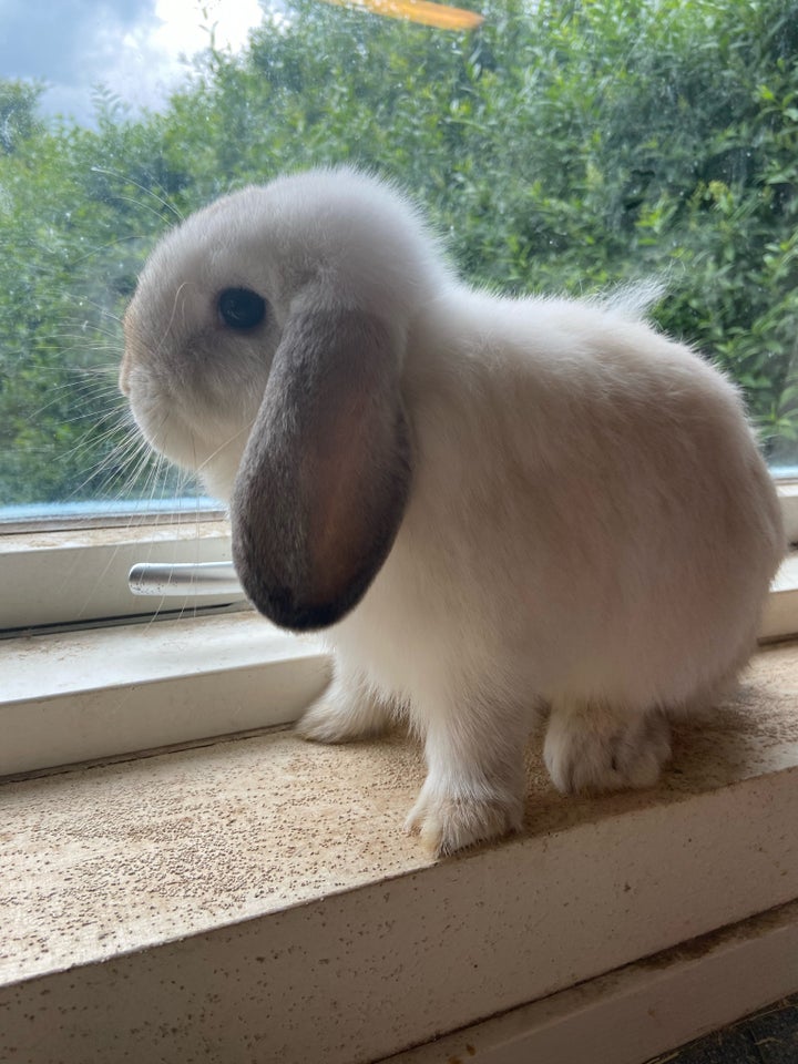 Kanin Mini Lop 0 år
