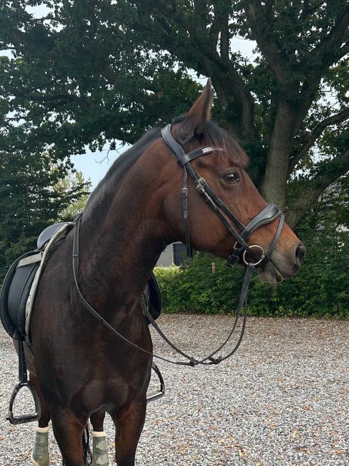 Dansk Sports Pony hoppe 15 år