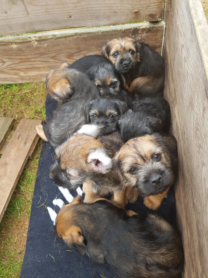 BORDERE TERRIER hvalpe sæl