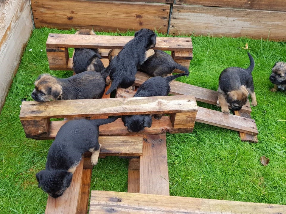 BORDERE TERRIER hvalpe sæl