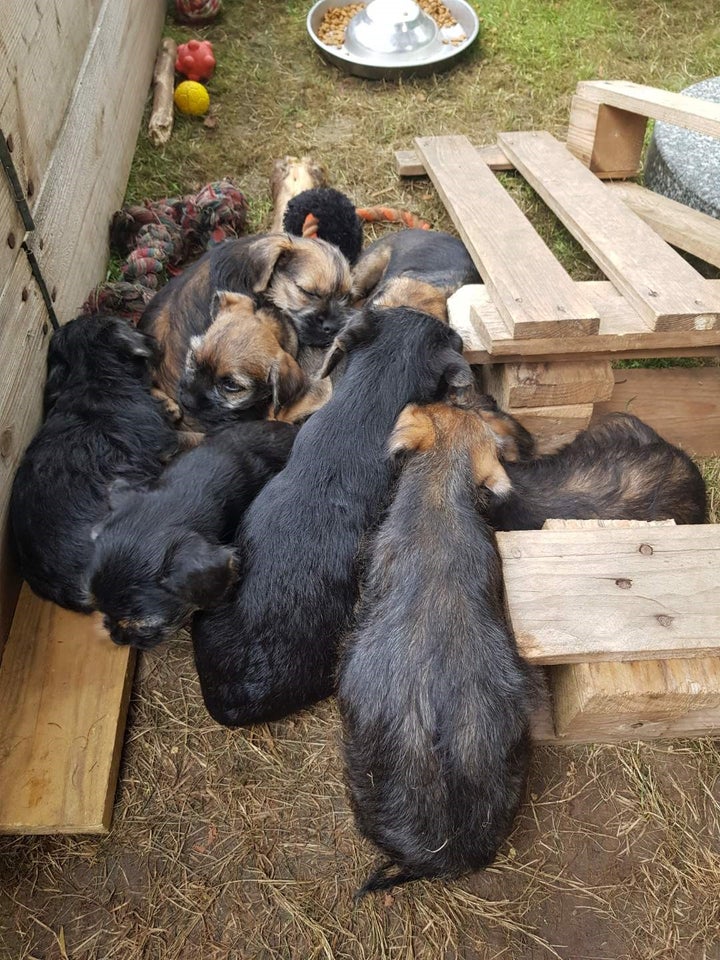 BORDERE TERRIER hvalpe sæl