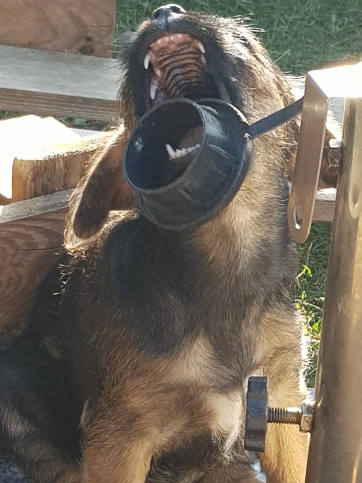 BORDERE TERRIER hvalpe sæl