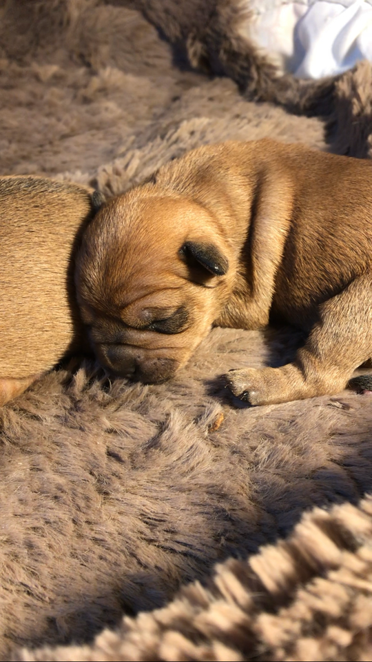 Fransk bulldog, dværg pincher,