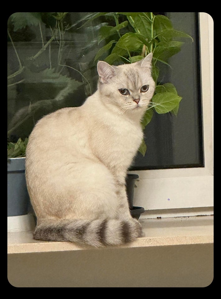 Hunkat British shorthair 12 mdr