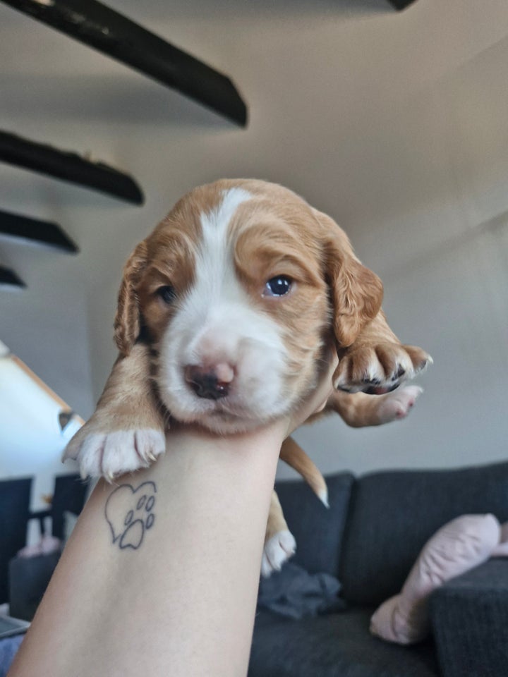 Field Trail Cocker Spaniel,