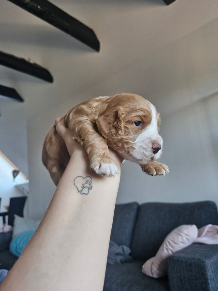 Field Trail Cocker Spaniel,