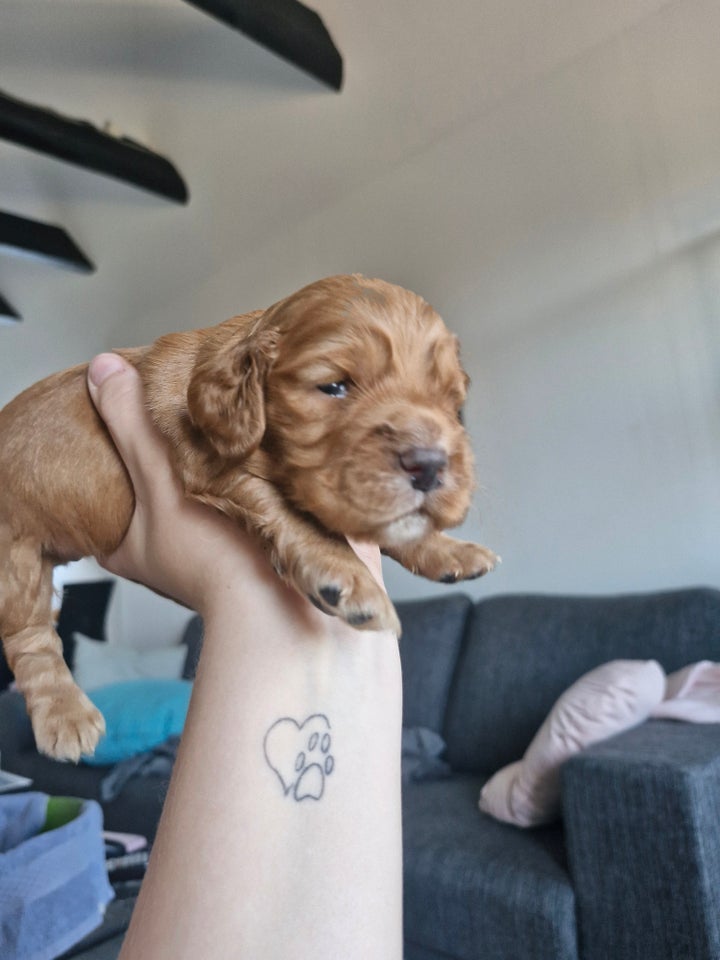 Field Trail Cocker Spaniel,