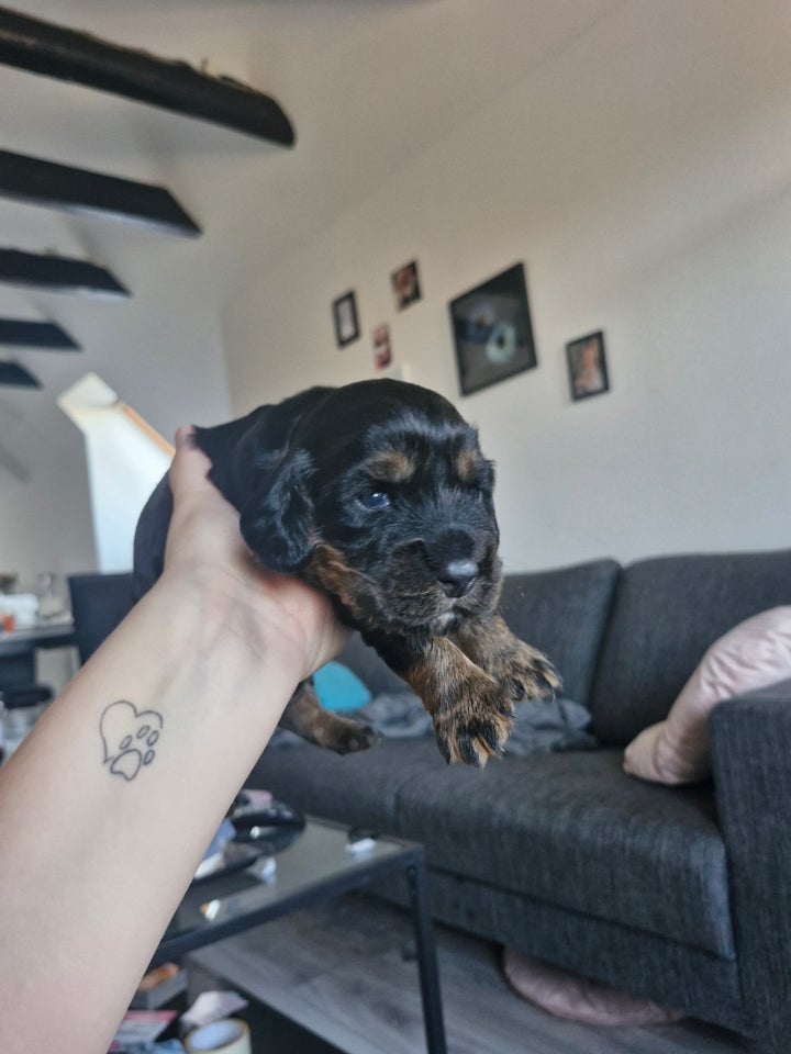 Field Trail Cocker Spaniel,