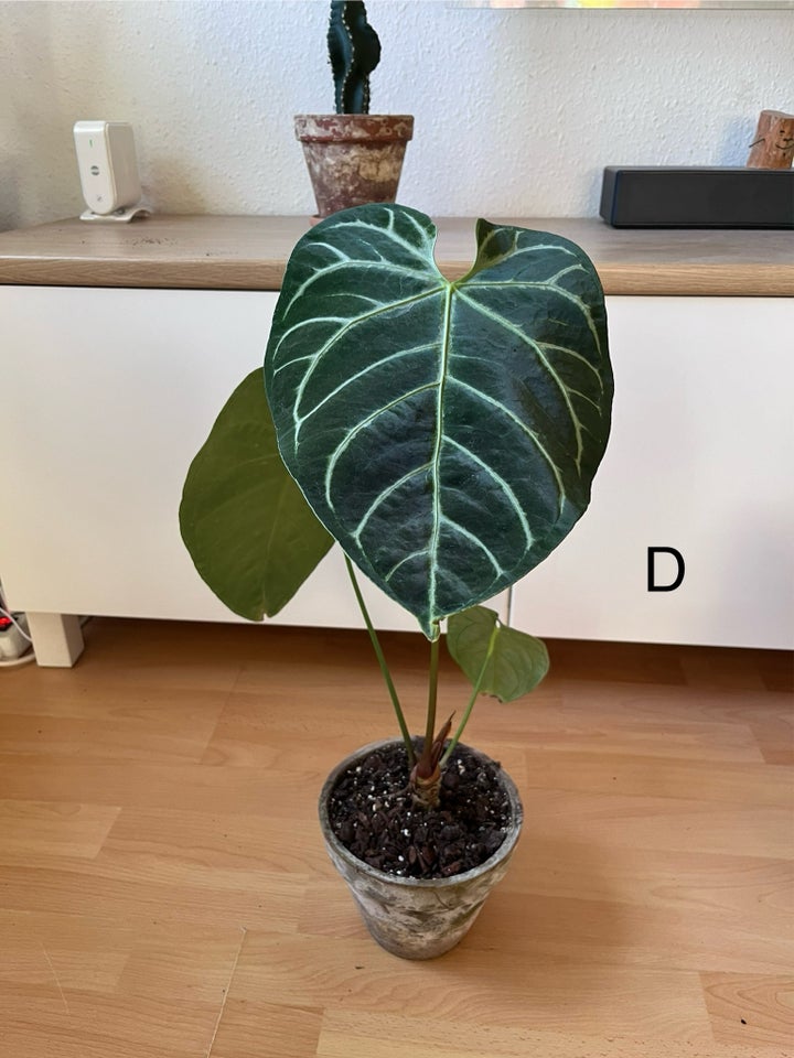 Stueplante , Anthurium