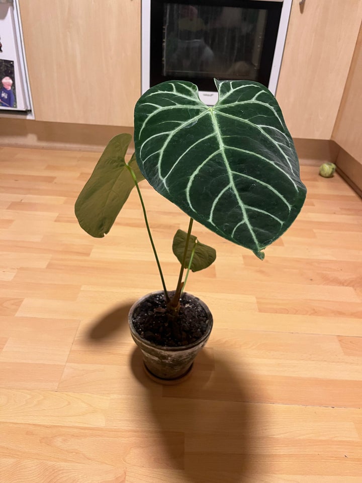 Stueplante , Anthurium