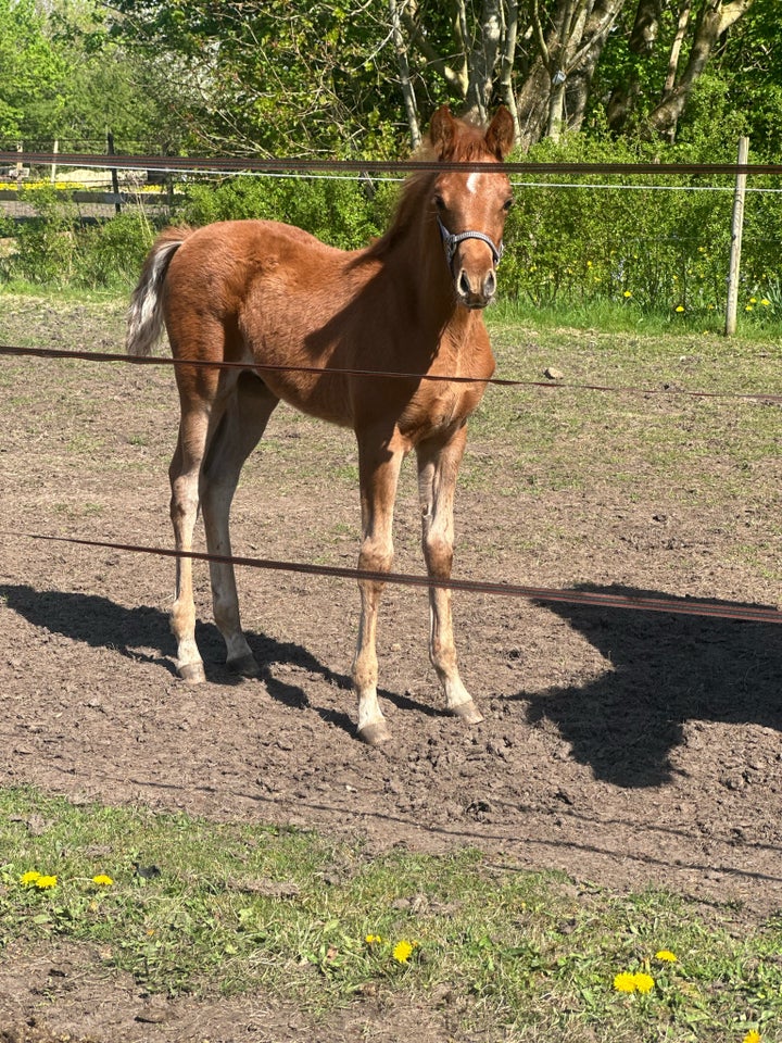 Arabisk fuldblod ox hingst 0 år