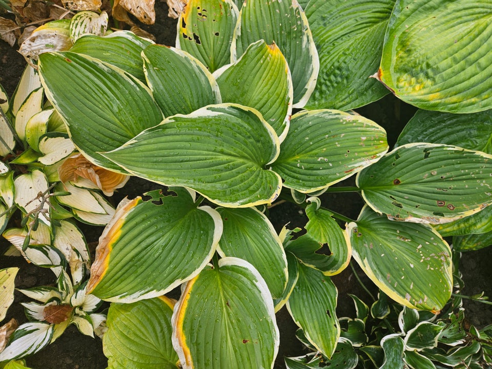 Staude Hosta