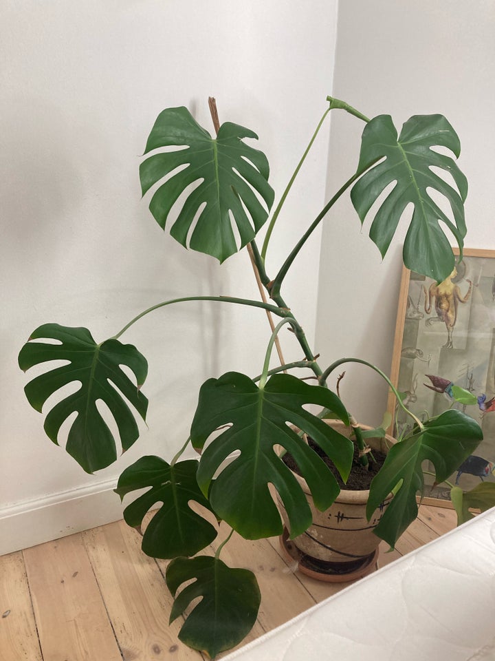 Monstera plante Monstera