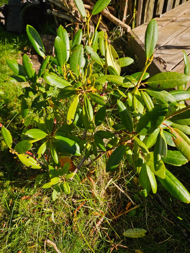 Rododendron