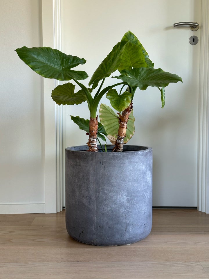 Elefantøre Alocasia