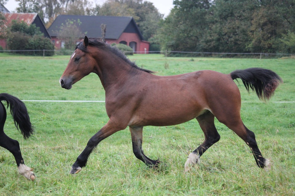 Welsh Cob, vallak, 2 år