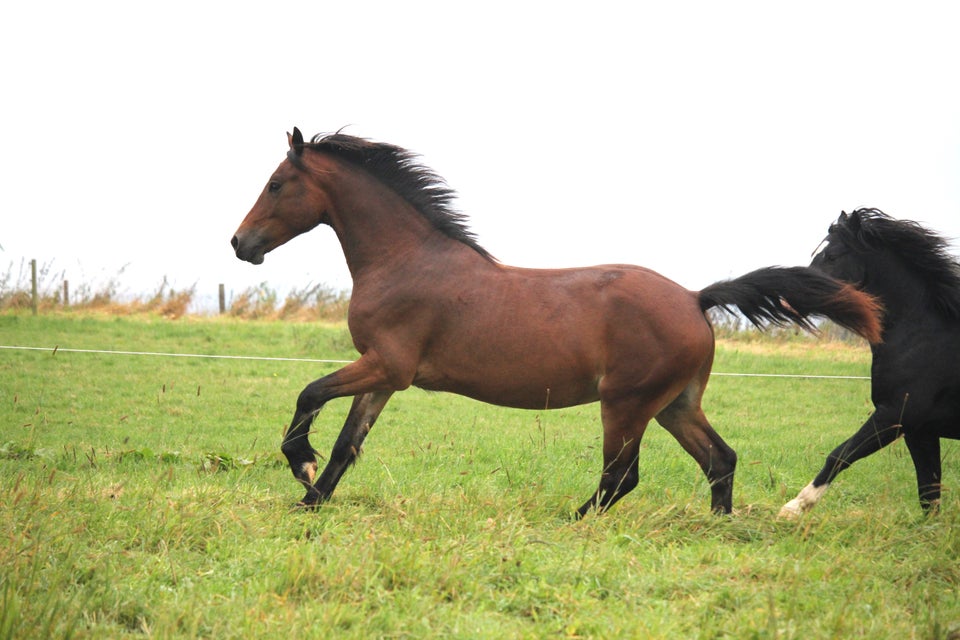 Welsh Cob, vallak, 2 år