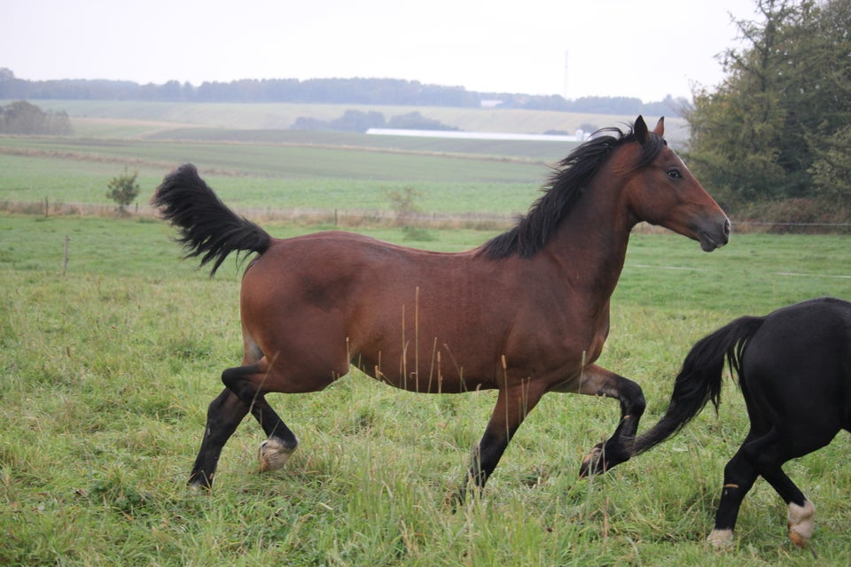 Welsh Cob, vallak, 2 år