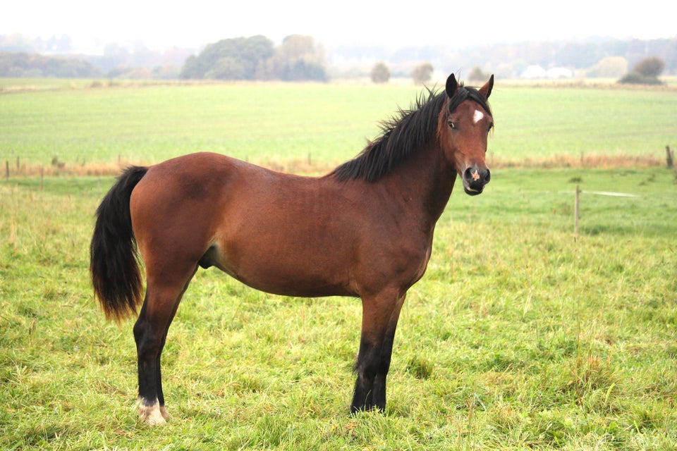 Welsh Cob, vallak, 2 år