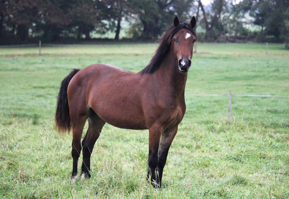 Welsh Cob, vallak, 2 år