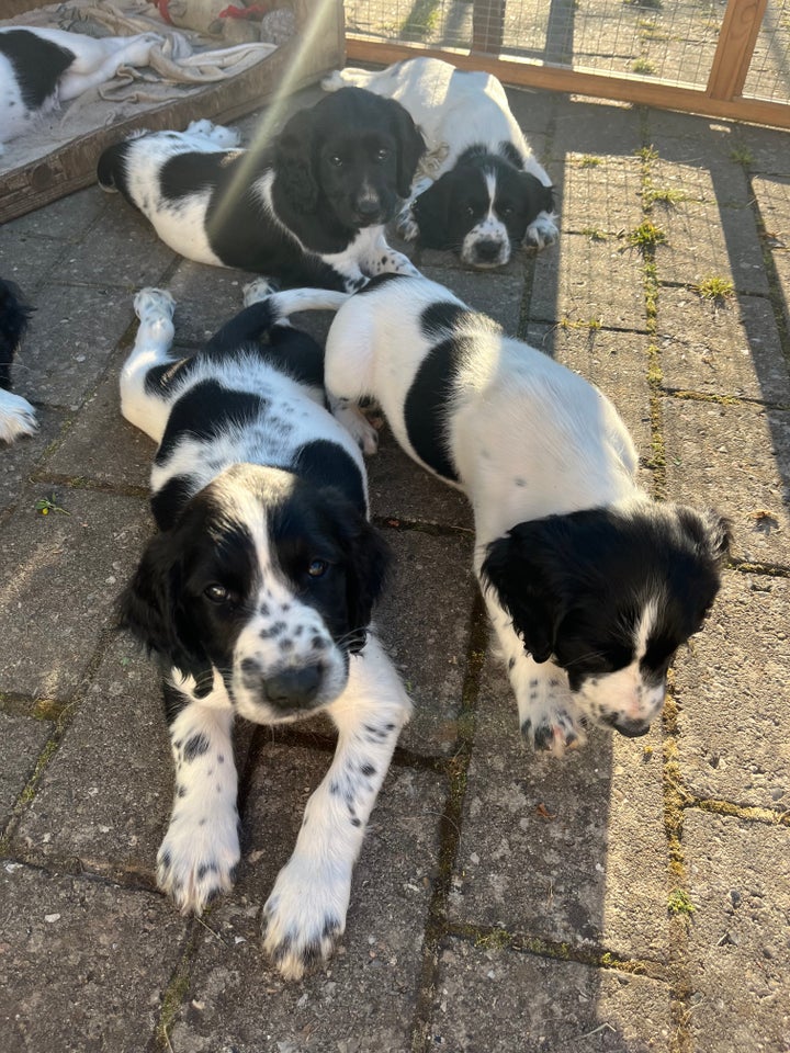 Springer Spaniel hvalp