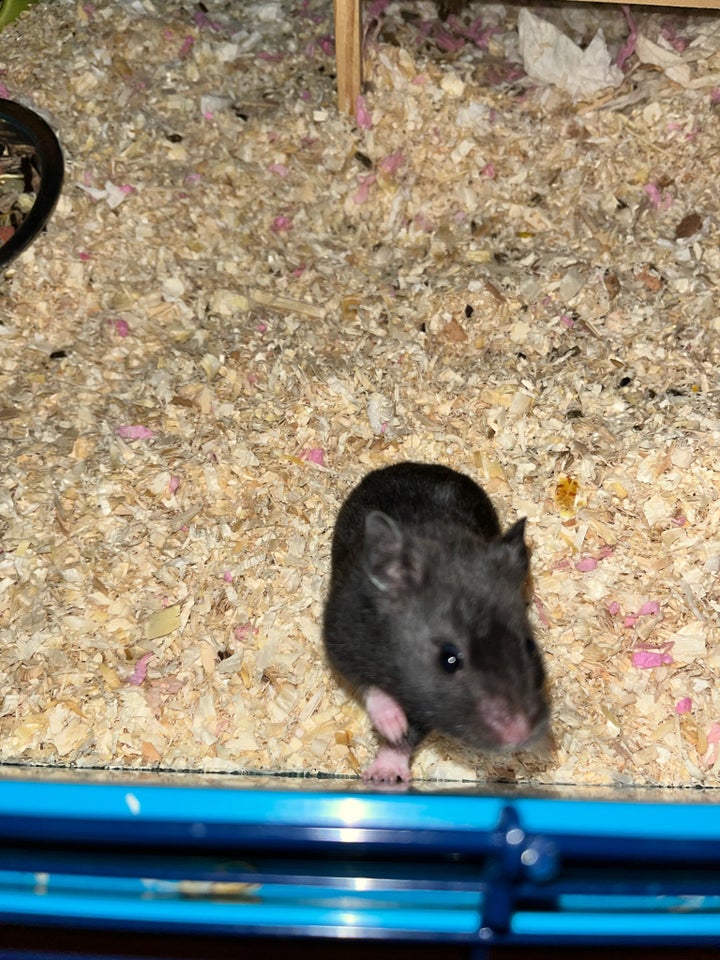 Anden gnaver, Guldhamster, 0 år