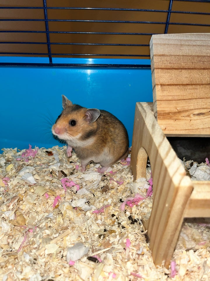 Anden gnaver, Guldhamster, 0 år