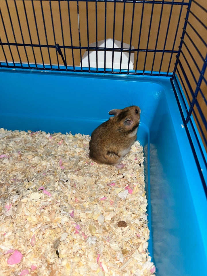 Anden gnaver, Guldhamster, 0 år