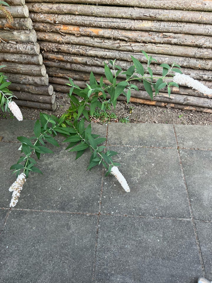 Sommerfuglebuks Hvide blomster