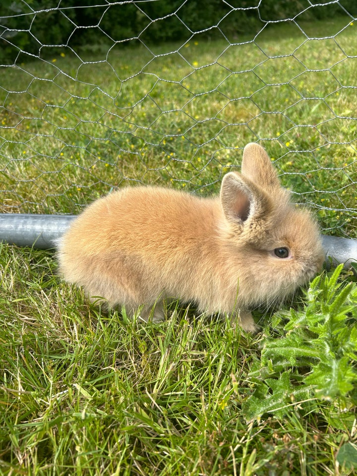 Kanin Løvehoved 0 år