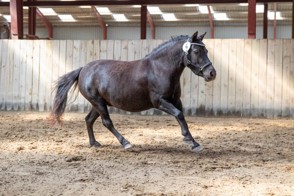 Knabstrupper hoppe 7 år