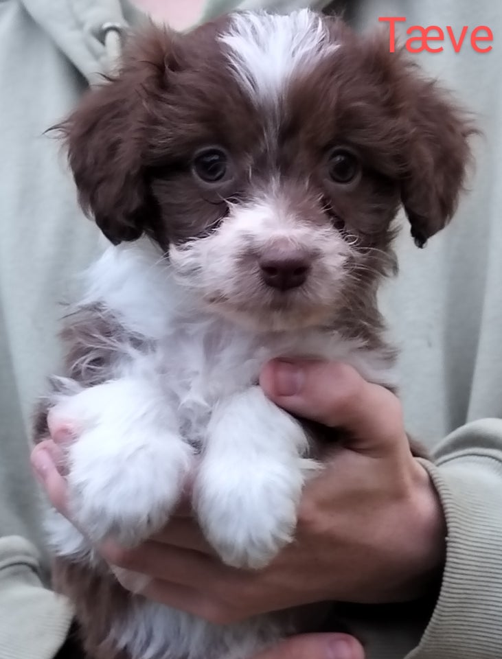 Aussie/lagotto , hvalpe, 7 uger