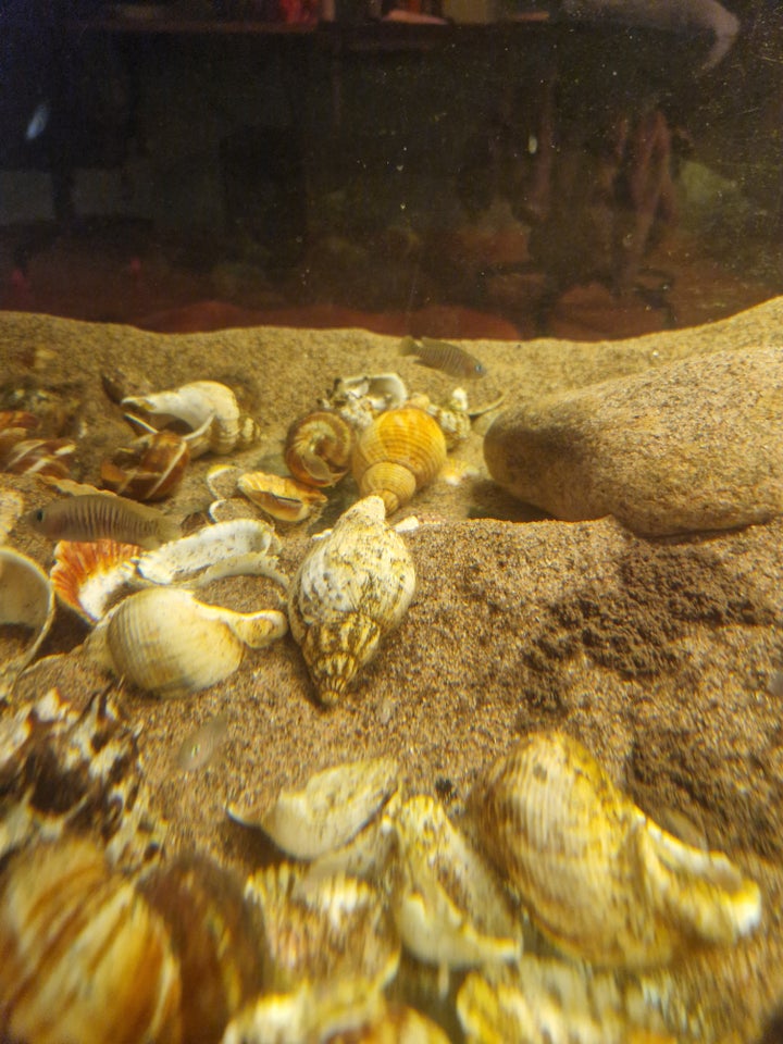 Neolamprologus multifasciatus,