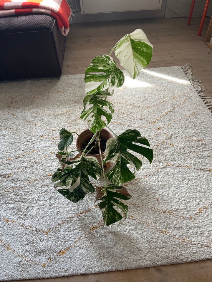 monstera deliciosa variegata