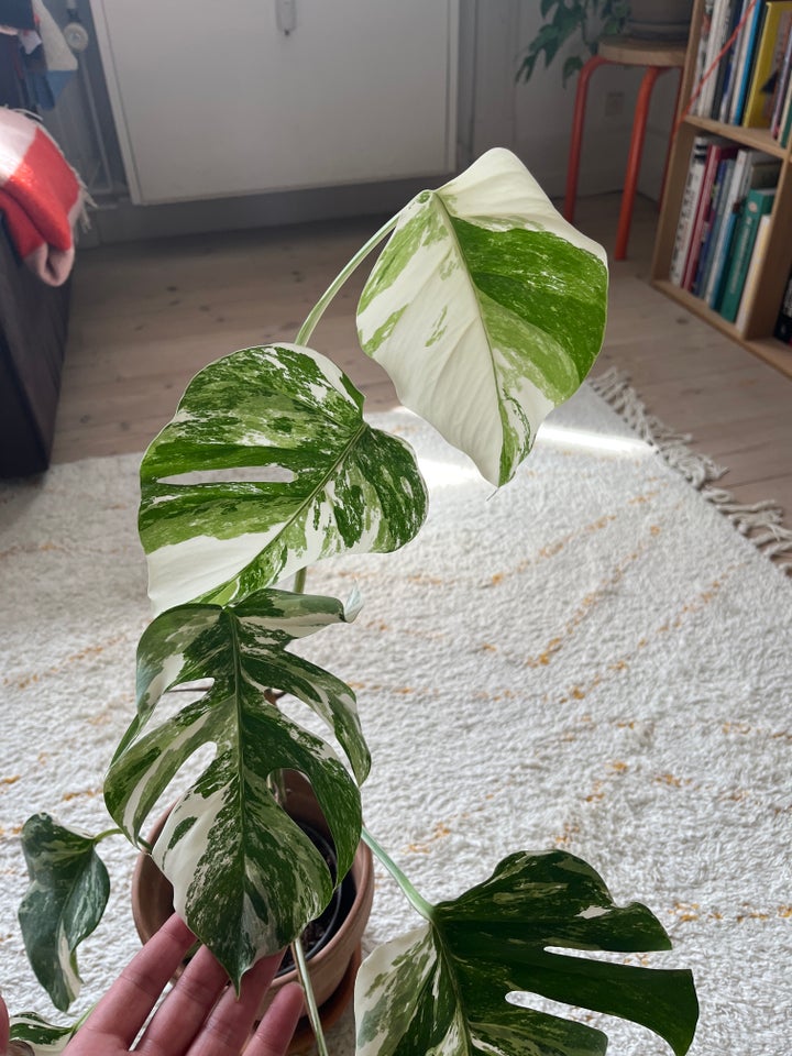 monstera deliciosa variegata