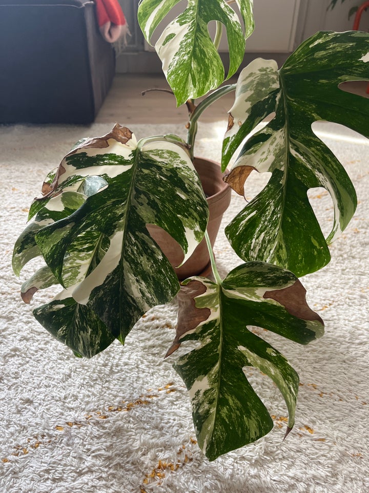 monstera deliciosa variegata