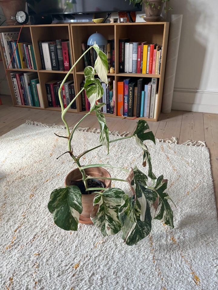 monstera deliciosa variegata