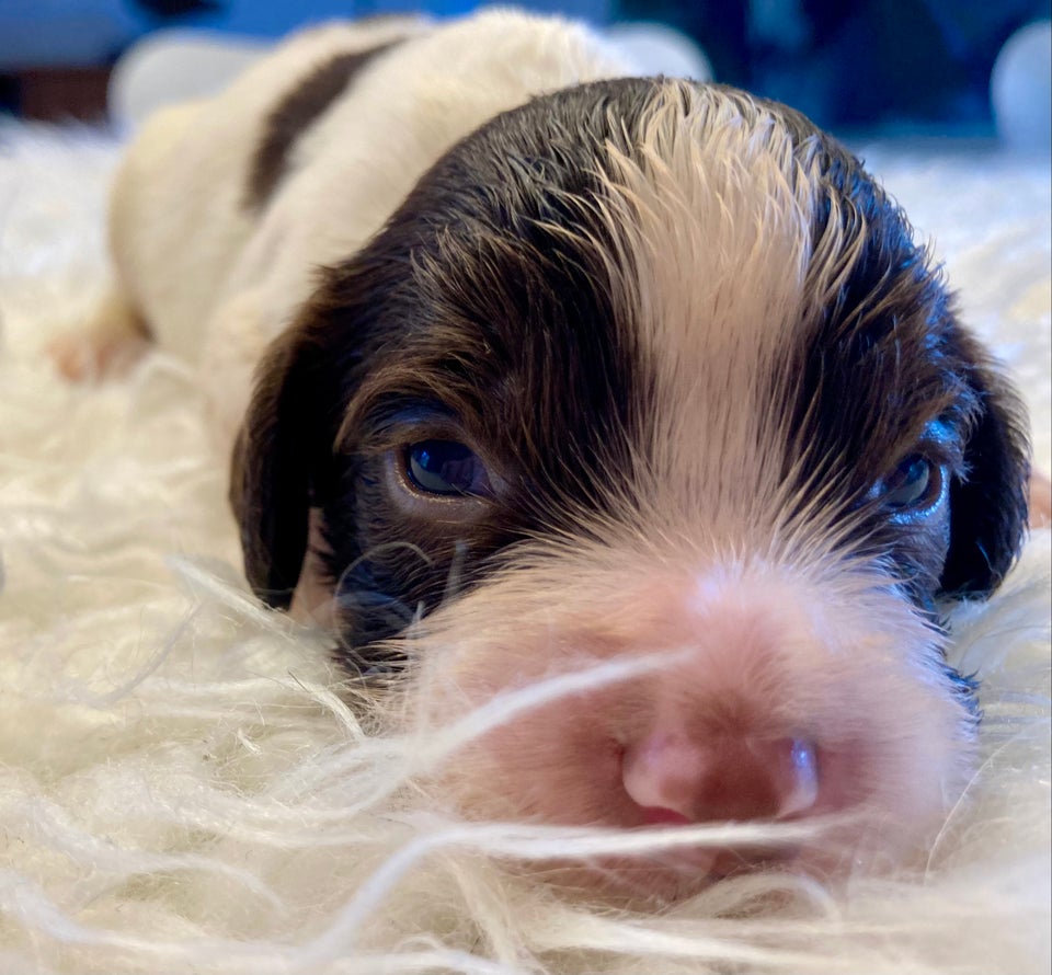 Ft. Springer Spaniel, hvalpe, 2