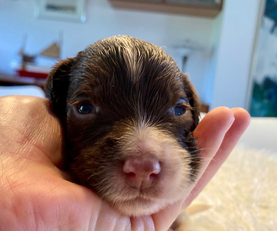 Ft. Springer Spaniel, hvalpe, 2