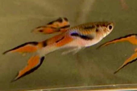 Poecilia wingei - Endlers guppy,