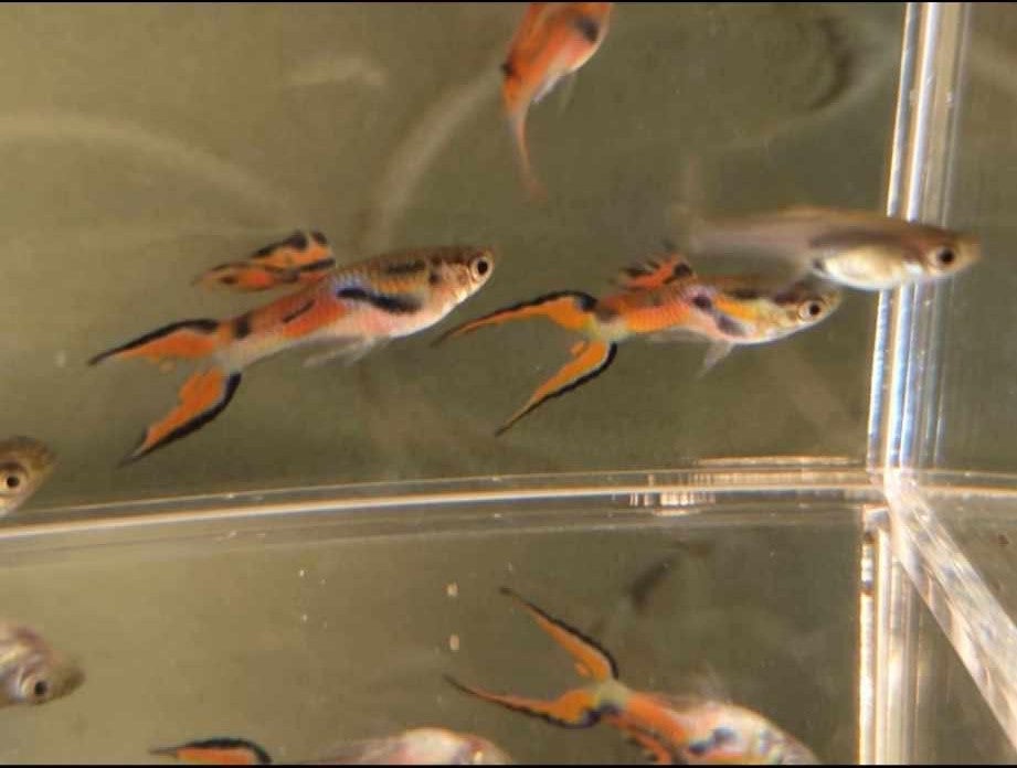 Poecilia wingei - Endlers guppy,